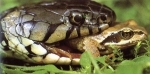 Grenouille.jpg
