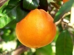 Orange 2.jpg