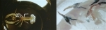 L1002742.jpg