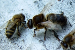 abeille male.jpg