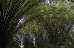 cathédrale de bambous