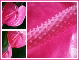 PINK GERAHMT.jpg