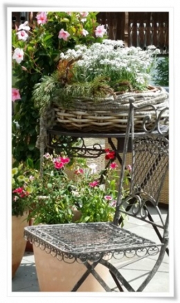 blumen collina.jpg