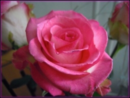 rosa Rose.JPG