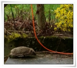 igel.jpg
