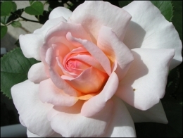 rose belle.jpg