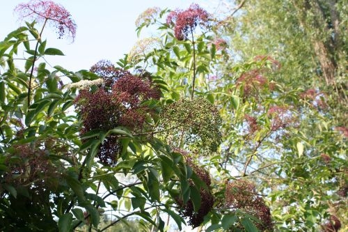 Sambucus canadensis : Sureaux