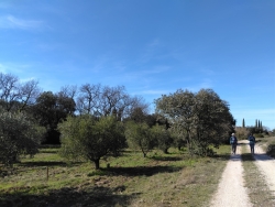 parmi les oliveraies ....