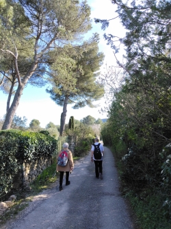 chemins bordés de buissons en fleurs
