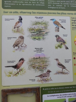 oiseaux qu'on aurait pu observer ....!