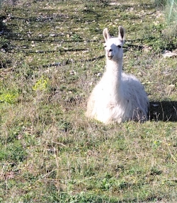 un immigrant clandestin ...