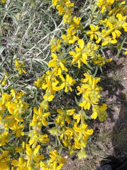 jolies fleurs jaunes ! leur nom ???