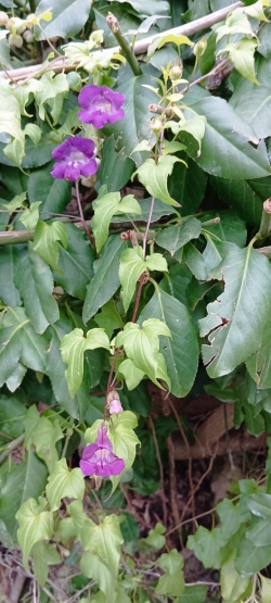 encore de jolies fleurs sur le bord du chemin