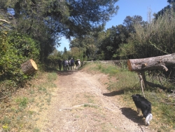un pin déraciné ....