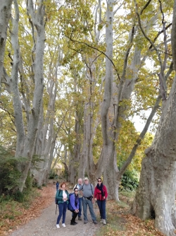 Des platanes plus que centenaires ....