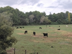 Taureaux