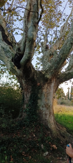 très vieux platane