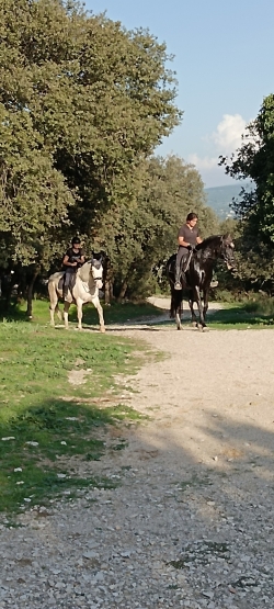 De beaux chevaux ....