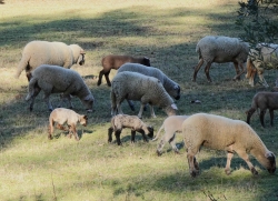 petit troupeau moutons et très jeunes agneaux