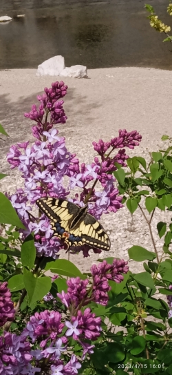 Papilio Machaon ou grand porte-queue
