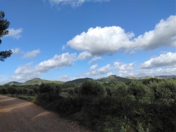 parmi les oliviers ...