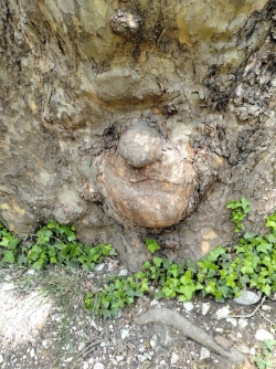et aux formes presque humaines ....