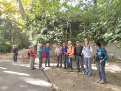belle allée de platanes centenaires
