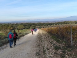 parmi les vignobles de Romanin