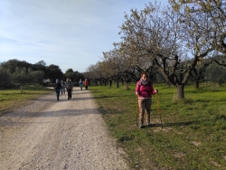 Ici, le chemin est bordé d'amandiers