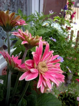 fouillis fleurs.jpg