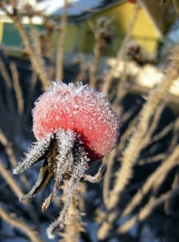 fruit gel.jpg