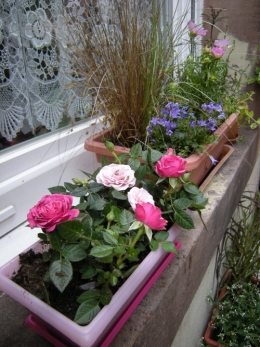 rosiers.jpg