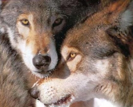 loups.jpg