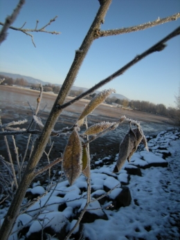 A travers les branches.jpg