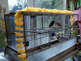 oiseaux.jpg