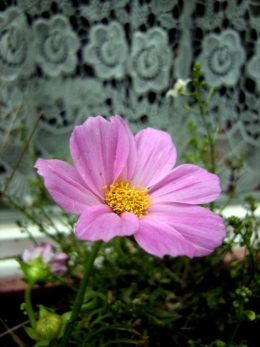 cosmos.jpg