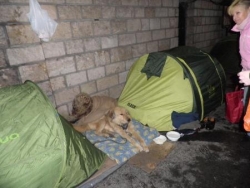 Marie-Christine et les chiens