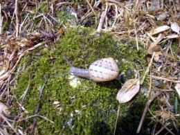 Escargot.jpg