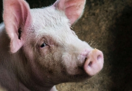 cochon2-956x658.jpg