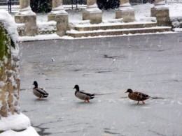 Les trois canards.jpg