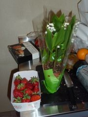 Fleurs et fruits 009.JPG