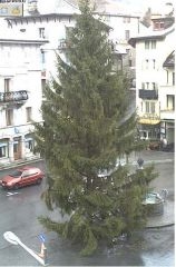 sapin.JPG
