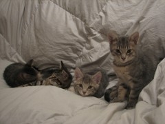 chatons 017.JPG