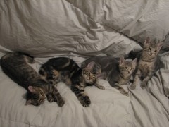chatons 027.JPG