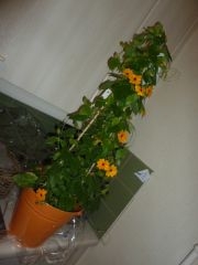 Fleurs et fruits 008.JPG