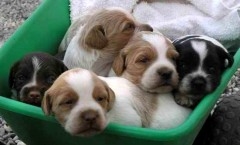 epagneul_breton_tessa_chiots_3.jpg