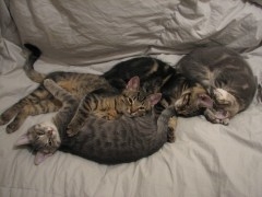 chatons 033.JPG