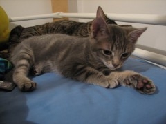 chatons 002.JPG