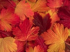 automne_joliecarte1.jpg