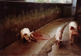  abattoirs, condition animale, transports animaux, végétarisme, protection animale, droits des animaux, Jean-Luc Daub, Ces bêtes qu'on abat, maltraitance, législation animale